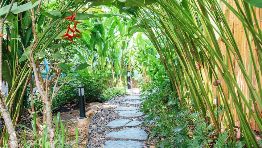 pathway-surrounded-by-lush-green-leaves