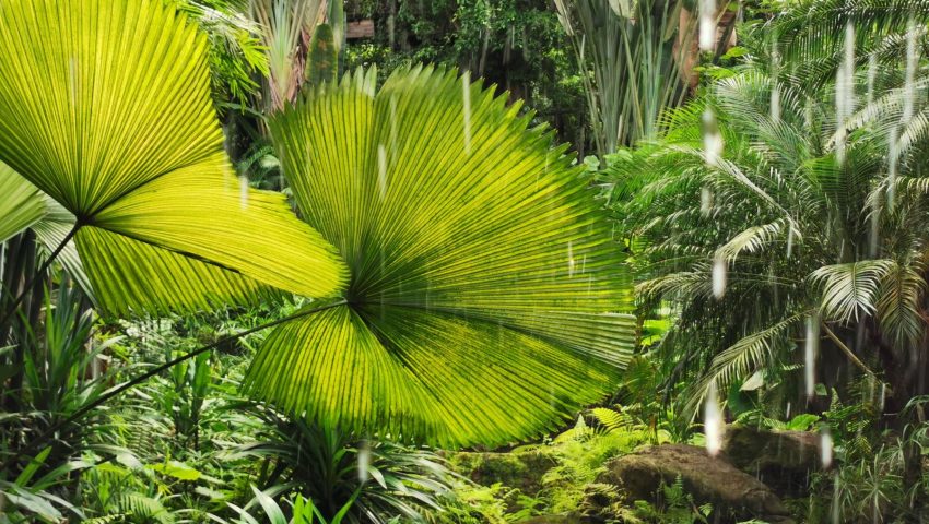 verdant-rainforest-with-abundant-flora-and-rocks-2025-01-31-20-26-28-utc